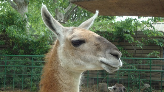 Profile view of alpaca's head