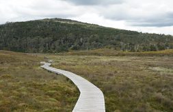 Wooden plank path through lake st.clair national park