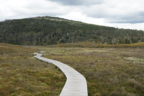 Wooden plank path through lake st.clair national park