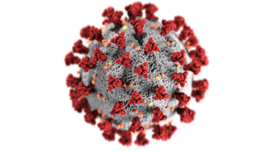 Illustration showing the ultrastructural morphology exhibited by coronaviruses